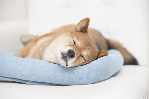 睡眠中の犬